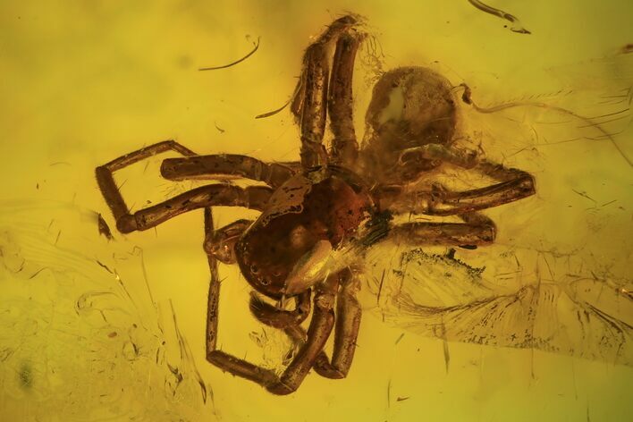 Detailed Fossil Spider, Springtail And Fly In Baltic Amber #102776